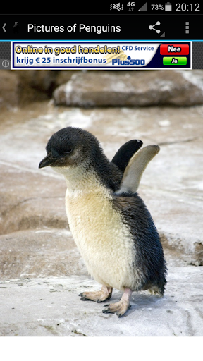 Cute Penguins