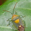 giant shield bug