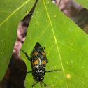 Roundneck sexton beetle
