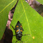 Roundneck sexton beetle