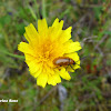 Daffodil Leaf Beetle