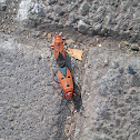 Red cotton bugs