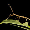 Stick Insect, Phasmid - Nymph