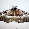 Moth (Brahmaeidae)