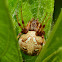 Wester Spotted Orb Weaver
