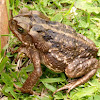 Sapo-cururu (Cane toad)