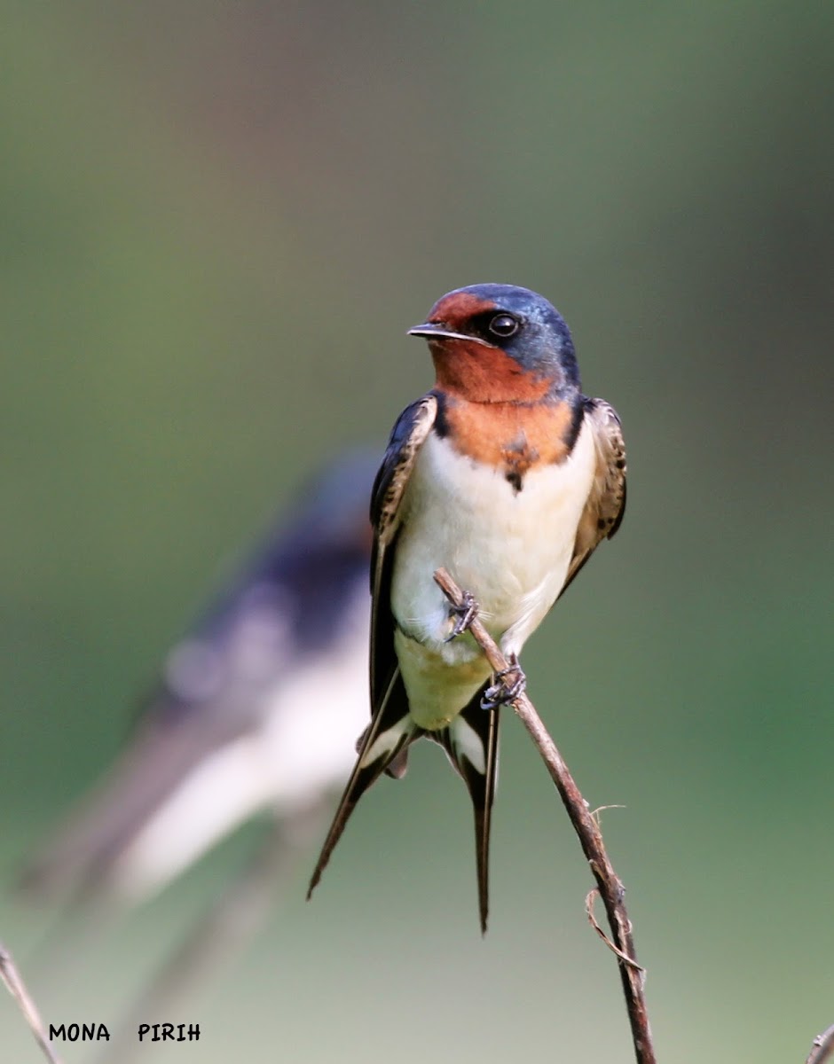 Barn Swallow - Female