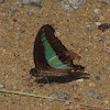 Common Bluebottle