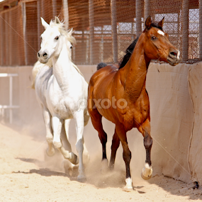 Arabian Beauty  by Nashira Usef - Animals Horses