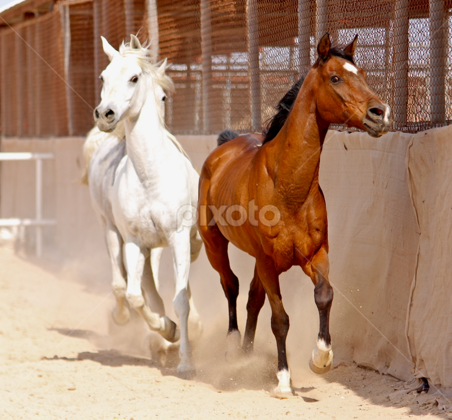 Arabian Beauty  by Nashira Usef - Animals Horses
