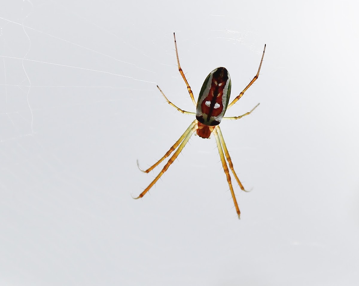Festive Vlei Spider