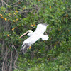 Brown Pelican