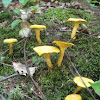 Golden Chanterelle mushrooms