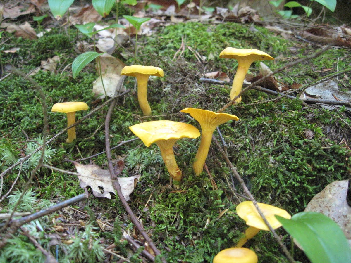 Golden Chanterelle mushrooms