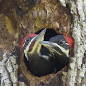 Pileated Woodpecker nestlings