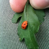 Multicolored Asian Lady Beetle pupa