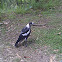 Australian Magpie