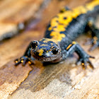 Long-Toed Salamander