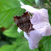 Fig-tree Skeletonizer Moth