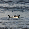 Pale-bellied Brant Goose