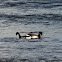 Pale-bellied Brant Goose