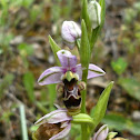 Woodcock orchid