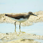 Green Sandpiper - Vodouš kropenatý