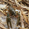 Northern Clearwater Crayfish