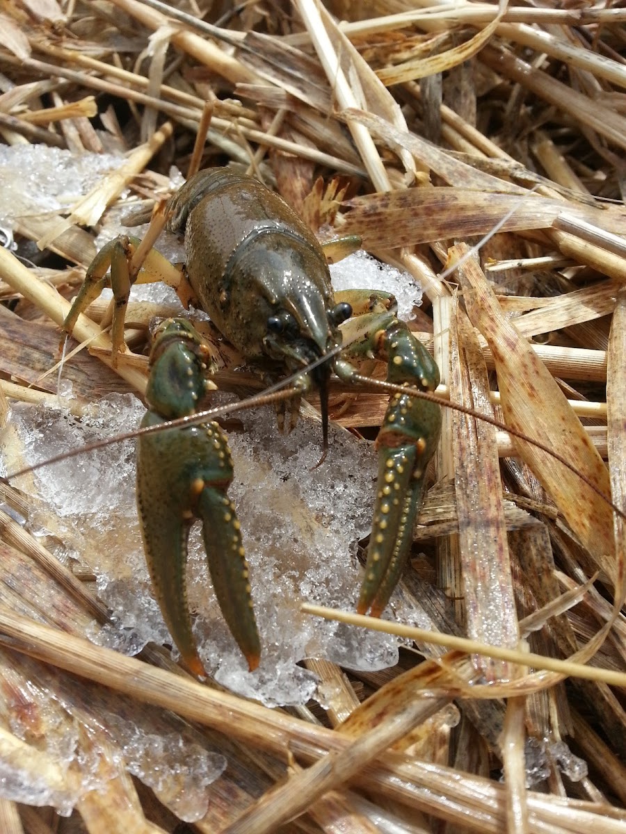 Northern Clearwater Crayfish
