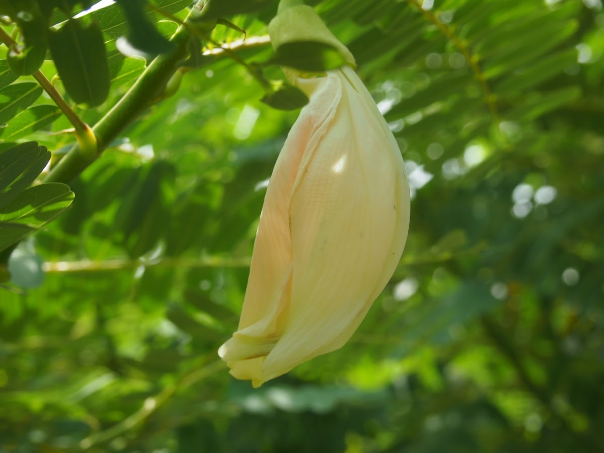 Agati / Hummingbird tree / Bunga turi