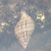 Banded tulip snail