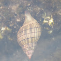 Banded tulip snail