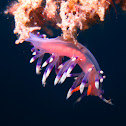 Nudibranch: Flabellina exoptata