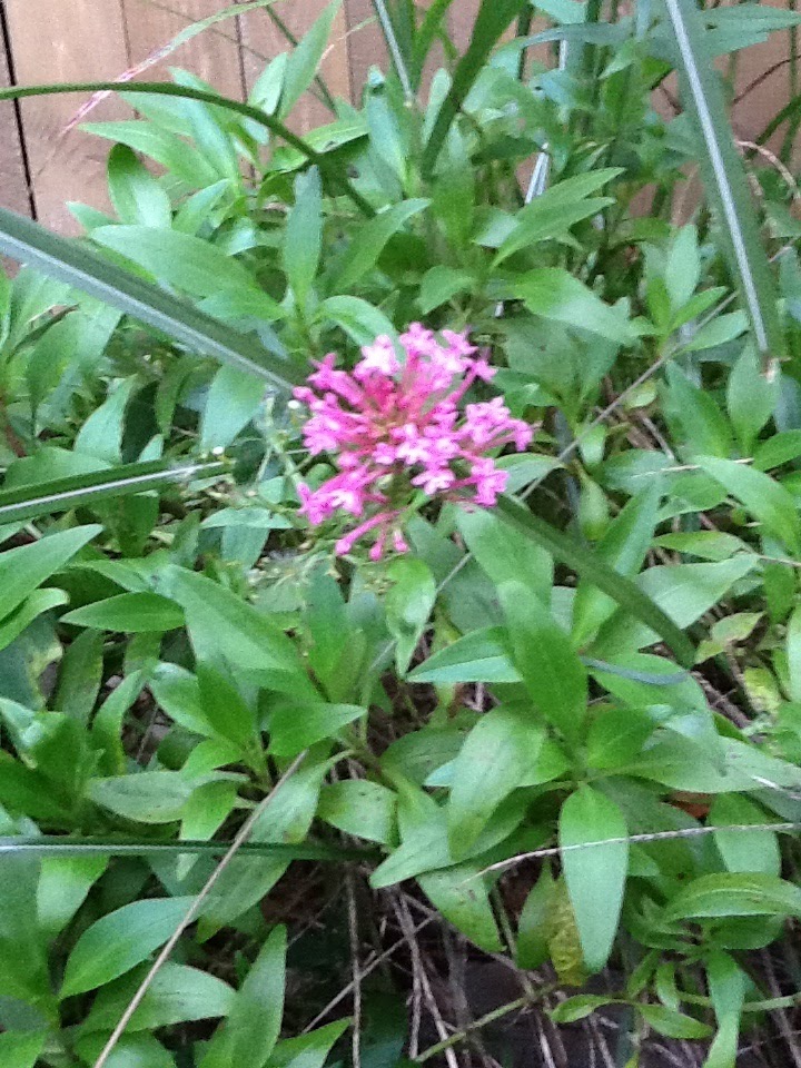 Keys of heaven shrub