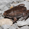 Eastern narrow-mouthed toad