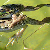 Green Frogs (amplexus)