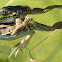 Green Frogs (amplexus)