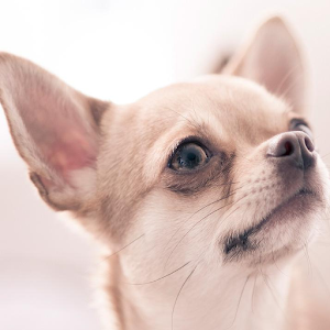 Chihuahua Jigsaw Puzzle.apk 1.0