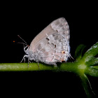 Lacey Scrub-Hairstreak