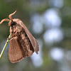 Big Brown Moth