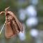 Big Brown Moth