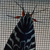 Mistletoe Moth
