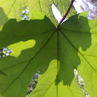 Bigleaf Maple