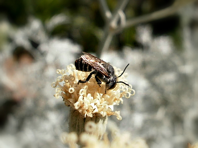Leaf Cutter bee (male).