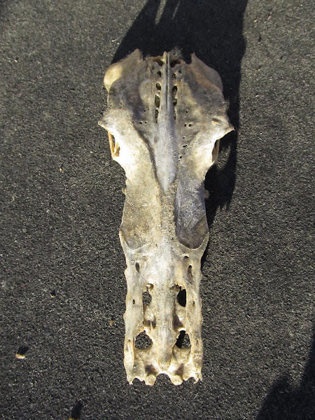 Pelican Pelvis Bone | Project Noah