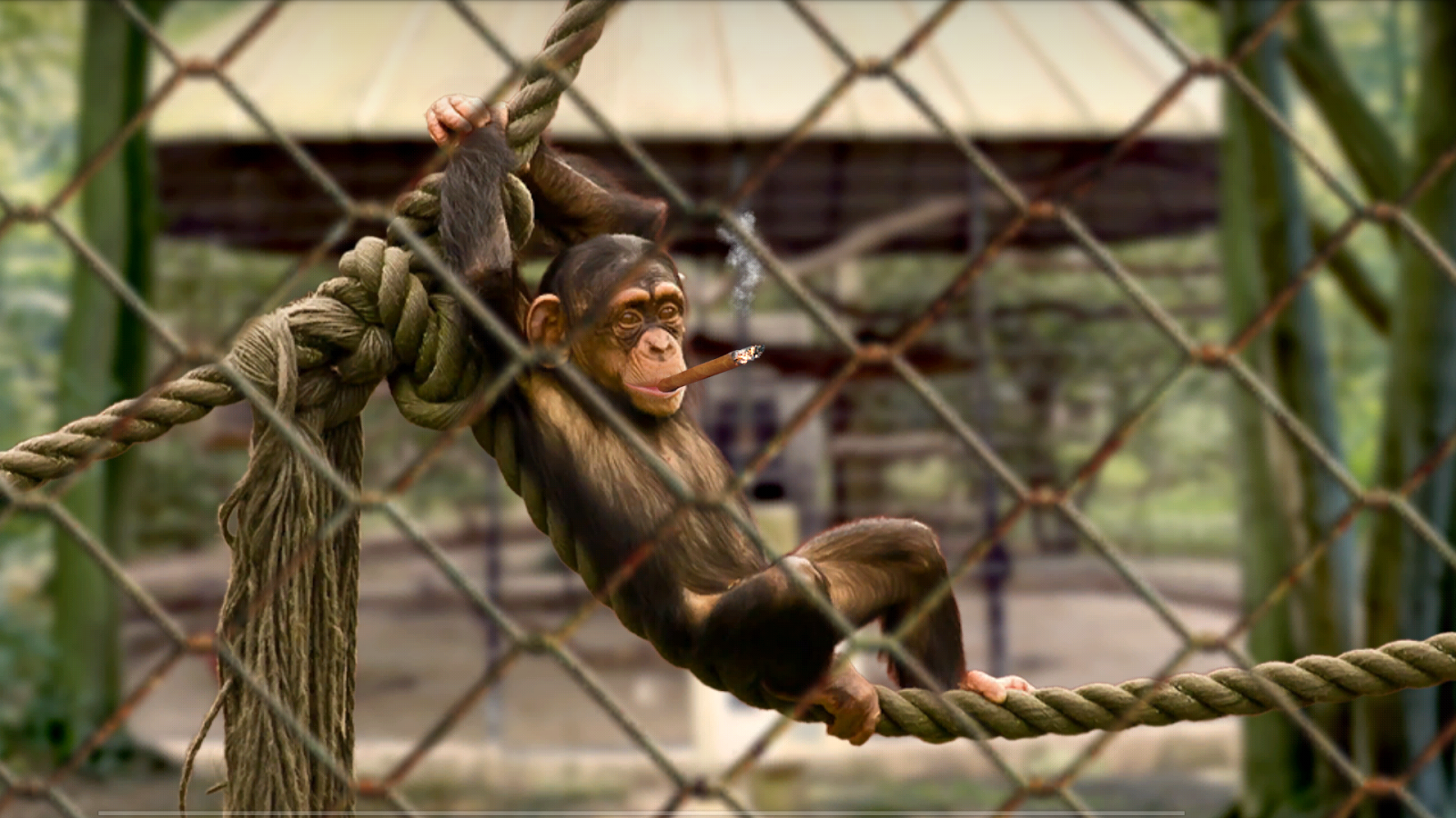 Super Parallax Animals 3D LWP Apl Android Di Google Play