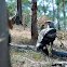 Wedge tailed Eagle?