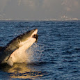 Sevengill Shark Sightings