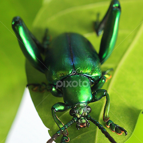 by Nicholas Lim - Animals Insects & Spiders