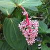 Rose-grape medinilla